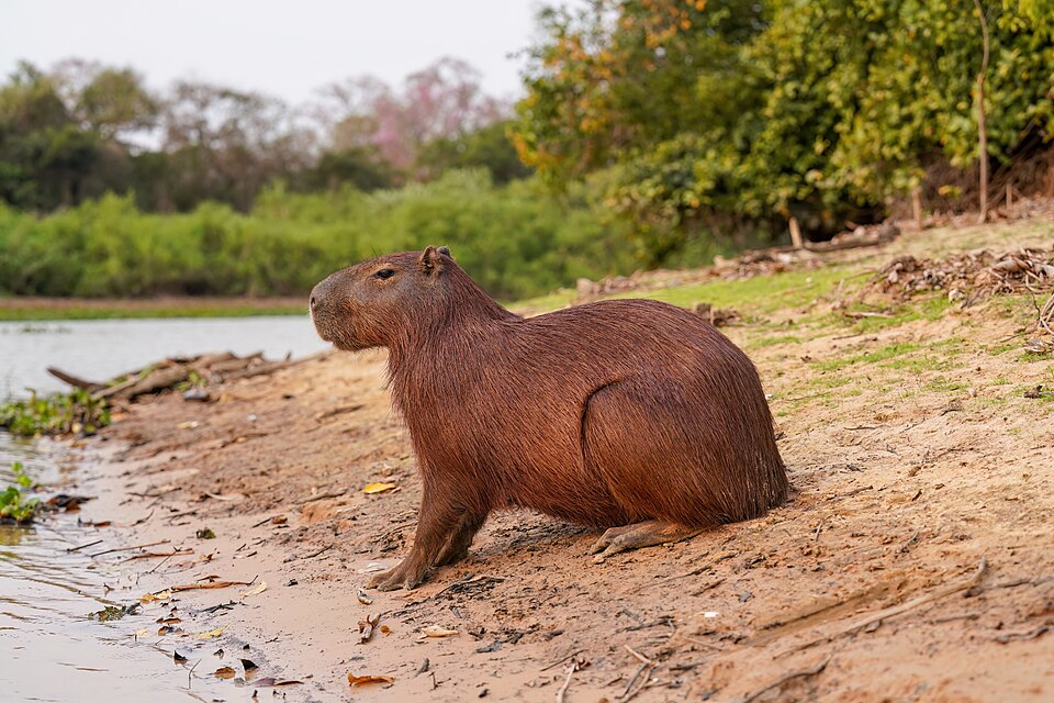 Capibara